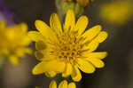 Maryland goldenaster